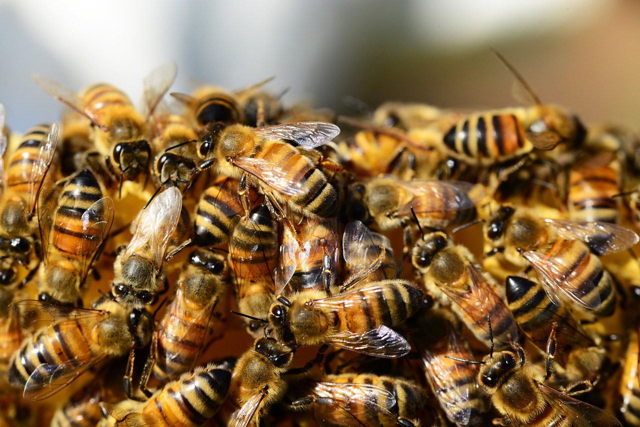 https://pixabay.com/en/honey-bees-beehive-honey-bees-326334/